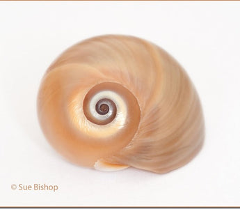 Macro Photography: How to Take Close-up Photographs