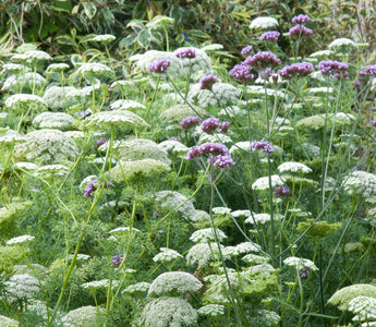 How to plant your garden like an award winning garden designer