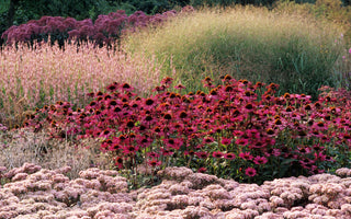 Learn planting, the Piet Oudolf way