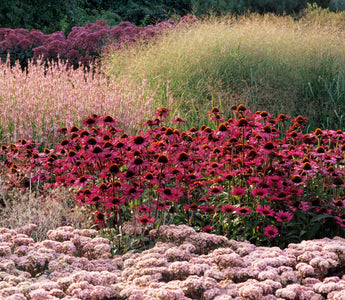 Learn planting, the Piet Oudolf way