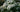 Planting Combinations:  Chelsea Flower Show Green and White