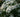 Planting Combinations:  Chelsea Flower Show Green and White