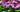 How to grow rhododendrons