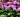 How to grow rhododendrons