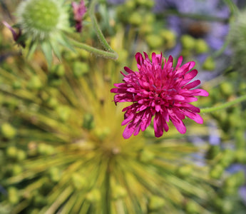 Making gardening dreams true
