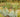 Planting Contemporary Perennial Gardens