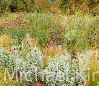Planting Contemporary Perennial Gardens
