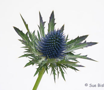 Macro Photography: Focus Stacking Explained