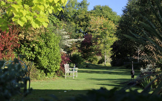 What to plant in Autumn?  Trees & Shrubs