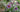 Gardening for wildlife &ndash; Early Nectar and pollen sources for your garden