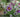Gardening for wildlife &ndash; Early Nectar and pollen sources for your garden