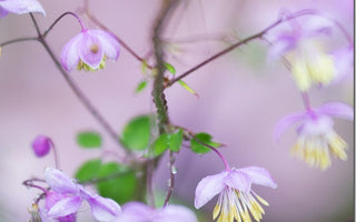 5 Tips to Get the Best Out of Your Canon EOS Camera