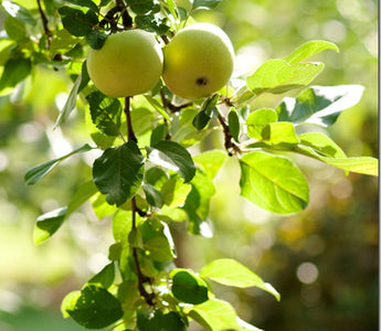 How to grow your own apples
