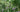 Chelsea Flower Show, and ten risks worth taking in the garden