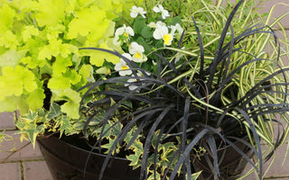 Best Plants For Autumn Pots & Containers