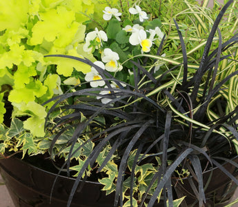 Best Plants For Autumn Pots & Containers