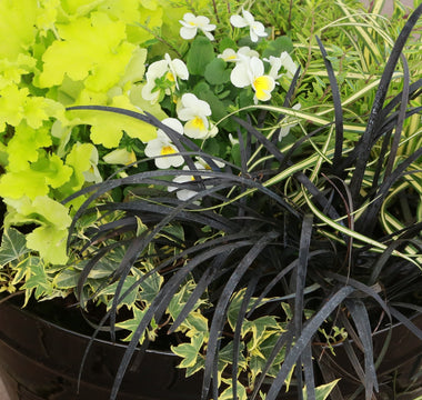 Best Plants For Autumn Pots & Containers