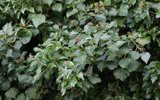 In Praise Of Ivy