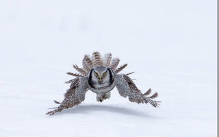 Understanding Autofocus: Sharper Shots In No Time