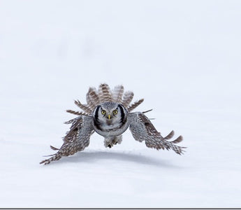 Understanding Autofocus: Sharper Shots In No Time