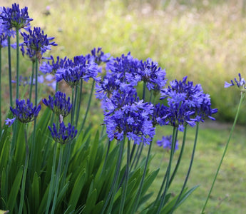 Top 10 Later Summer Gardening Jobs