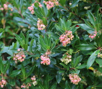 Ten evergreen trees for gardens
