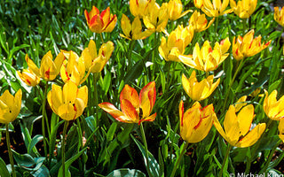 Time for Tulips