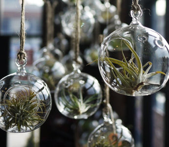 Great Tips For Bottle Gardens and Terrariums