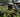Fair Trade: The Great British Plant Fair