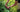 Cutting back perennials and pruning shrubs in midsummer