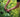 Cutting back perennials and pruning shrubs in midsummer