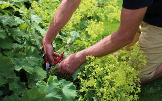 Cutting back perennials and pruning shrubs in midsummer