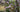 Top ten small flowering trees