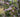 Top ten small flowering trees