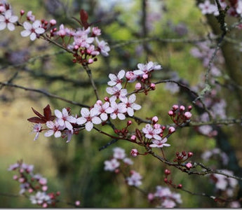 Top ten small flowering trees