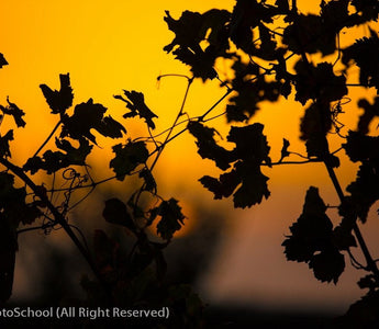 Photography & Global Warming