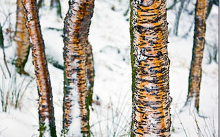 How to Maximise Colour In Your Images