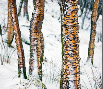 How to Maximise Colour In Your Images