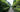 Best evergreen hedging plants
