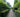 Best evergreen hedging plants