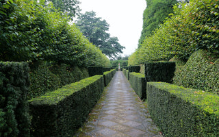 Best evergreen hedging plants