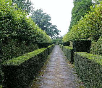 Best evergreen hedging plants