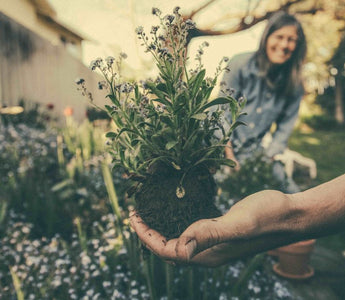 Sow the seeds for a fresh career this New Year