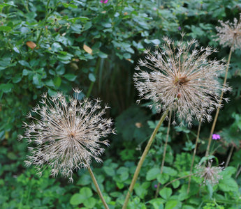 Sensational Seed Heads