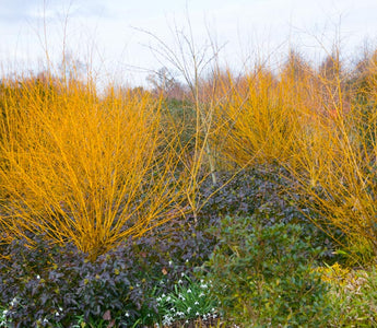 Under-Planting Deciduous Shrubs & Trees