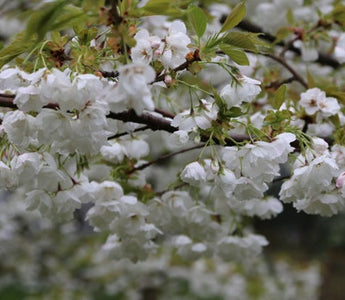 The Magic of Spring Flowers