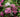 Shrubs for Clay Soils