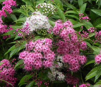 Shrubs for Clay Soils