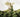 “The Vine who ate the South” But did it?