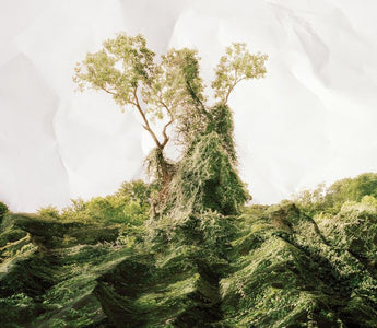 “The Vine who ate the South” But did it?